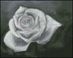 (image for) Black and White Rose